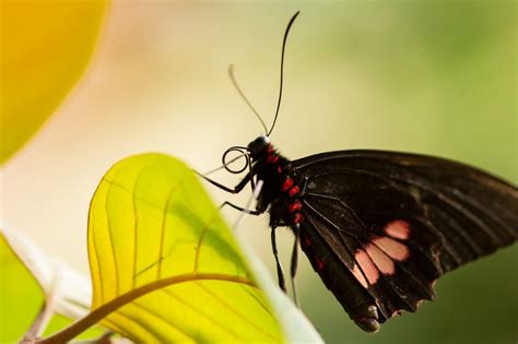 significado de borboleta preta
